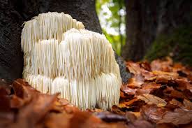 Lion's mane is a functional mushroom that has shown to reduce anxiety