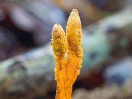 Cordyceps is a functional mushroom which are a group of mushrooms growing on a tree stump.