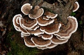 Turkey tail is a functional mushroom that supports gut health which improve immune action.